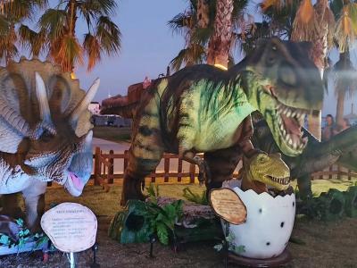 Loxia Comfort Club Side - 34