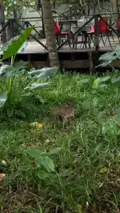 Langi Langi Beach Bungalows - 66