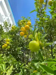 Crystal Admiral Resort Suites & Spa - Ultimate All Inclusive - 51