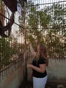 Amar Sina Boutique Egyptian Village - 56