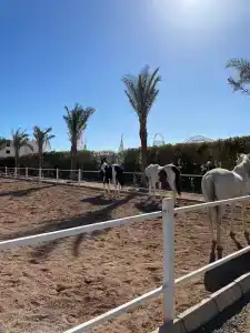 Rixos Premium Seagate - Ultra All Inclusive - 44