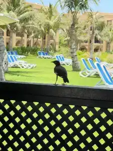 The Ritz-Carlton Ras Al Khaimah, Al Hamra Beach - 13