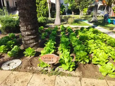 TUI BLUE Palm Garden - 37