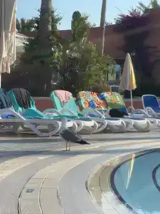 Emelda Sun Club - 62