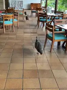 Grand Sirenis Punta Cana Resort & Aquagames - All Inclusive - 33