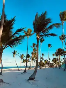 Serenade Punta Cana Beach & Spa Resort - 39