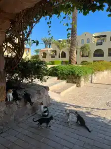 Stella Gardens Resort & Spa, Makadi Bay - 10