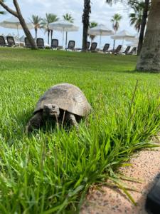 Papillon Belvil Holiday Village - 11