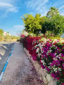 Domina Coral Bay Resort, Diving , Spa & Casino - 9