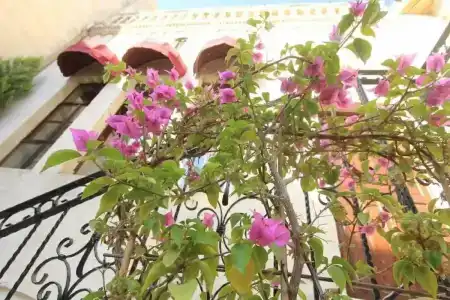 PALMYRA BOUTIQUE - 9