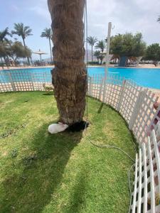 Tropitel Dahab Oasis - 82