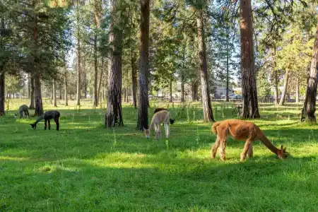 Best Western Ponderosa Lodge