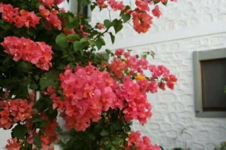 Seckin Konaklar - 12