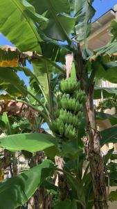 Bahia Principe Grand El Portillo - All Inclusive - 72