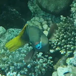 Tropitel Dahab Oasis - 15