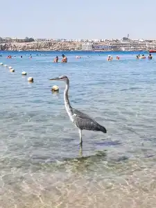 Gafy Resort Aqua Park - 40