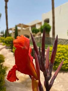 Pickalbatros Royal Grand Sharm - Adults Friendly 16 Years Plus - 14