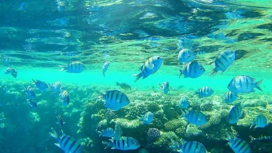 Grand Rotana Resort & Spa - 30