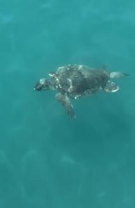 Swandors & Resorts - Topkapi Palace - 59