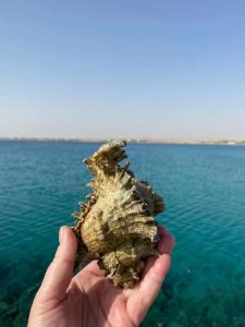 Old Palace Resort Sahl Hasheesh - 20