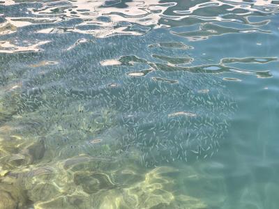 Halıcı Marmaris - 67