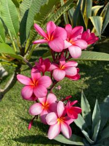 Hawaii Caesar Dreams Resort and Aqua Park - Families and Couples - 74