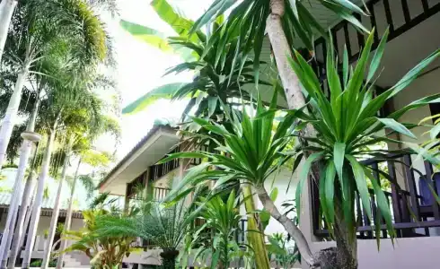 Lamai Inn 99 Bungalows - 44