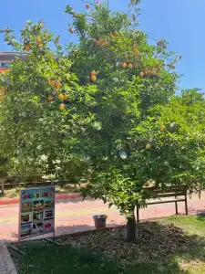 Lonicera World - Ultra All Inclusive - 82