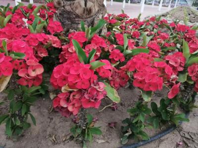 Desert Rose Resort - 17