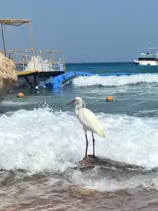 Concorde El Salam Sharm El Sheikh Sport - 24