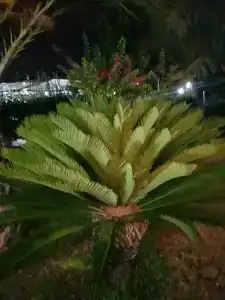 Seaden Sea World Resort & Spa - 86