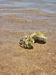 Jaz Mirabel Resort - 63