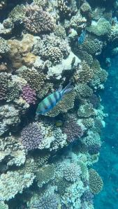 Parrotel Beach Resort - 16