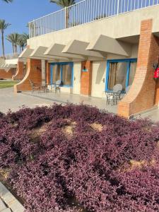 Pyramisa Beach Resort Sharm El Sheikh - 95