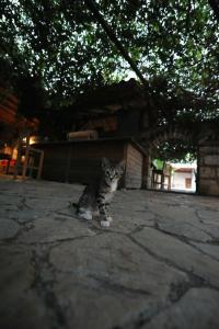 Olympos Koyevi Pension - 10