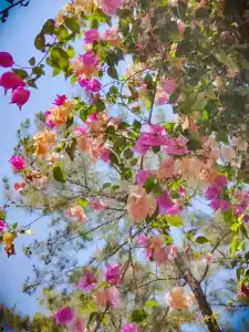 Armas Kaplan Paradise - 95