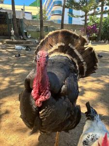 Lonicera Resort & Spa - Ultra All Inclusive - 99