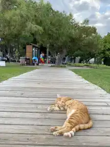 Sherwood Exclusive Kemer - Kids Concept - 30