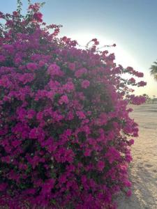 Hurghada Coral Beach - 54