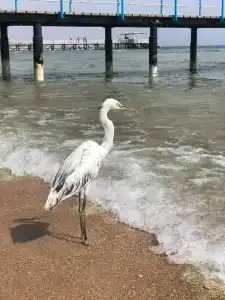 Sharming Inns - Couples and Families Only - 19