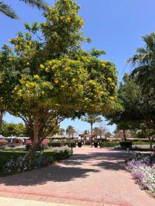 Desert Rose Resort - 53