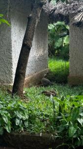 Langi Langi Beach Bungalows - 86