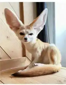 Megasaray Club Belek - 67