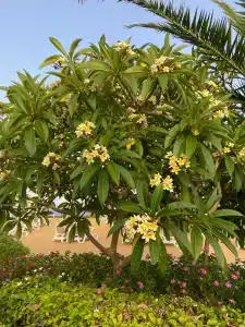 Stella Di Mare Beach & Spa - 30