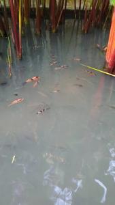 Sea Sand Sun Resort and Villas - SHA Plus - 43