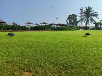 Coral Beach Resort Sharjah - 13