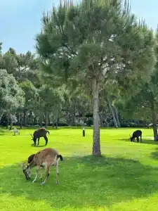 Maxx Royal Kemer Resort - 8