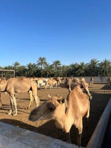 Novotel Bahrain Al Dana Resort - 30