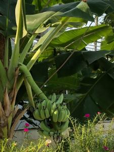 Pullman Pattaya G - 94