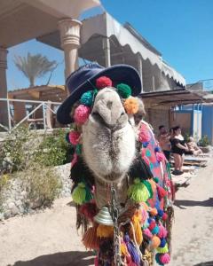 Sphinx Aqua Park Beach Resort - 85